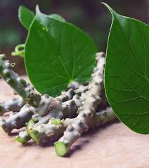 Top Benefits Of Giloy Capsules